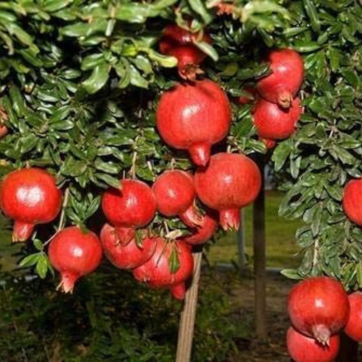 - Dishita Go Green - Live Bonsai Dwarf Pomegranate Afghan Variety - Beautiful Outdoor Fruit Plant for Garden & Patio