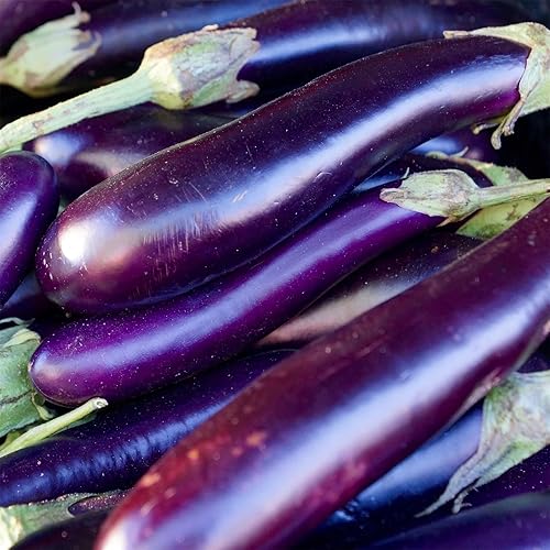 Miniatura 1 de Beautiful Garden Flower Seeds 200+ Eggplant Seeds - Long Purple