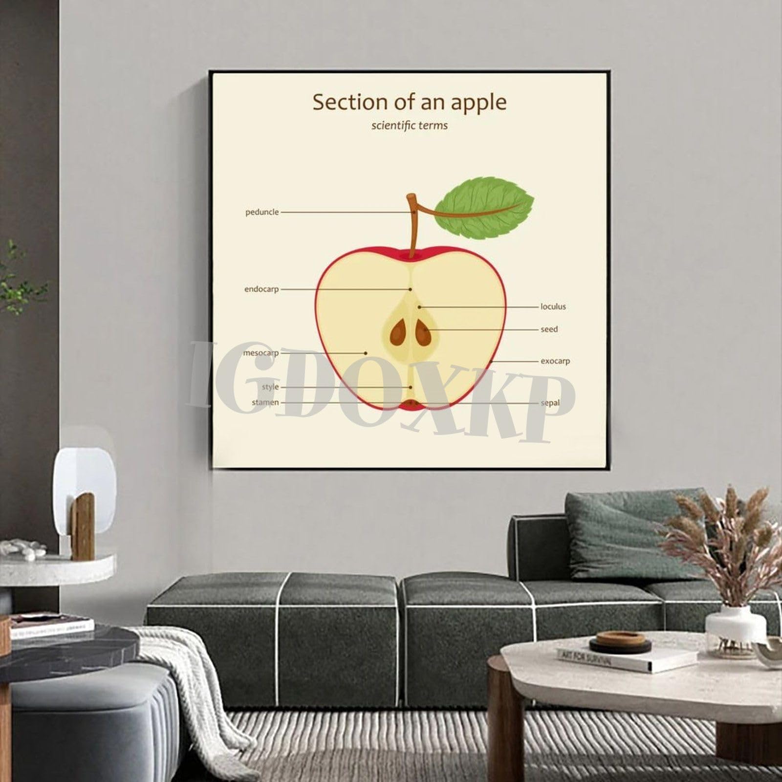 IDIDOS Apple Slice Internal Structure Anatomy Guide Art Poster