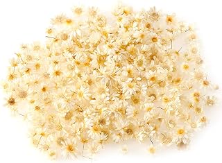 Wowagoga 200Pcs Mini Natural Dried Flowers Beige Dried Little Star Flowers Heads Real Dried Pressed Flowers for Jewelry Candle Card Making DIY Resin Ornaments( 0.31inchs)