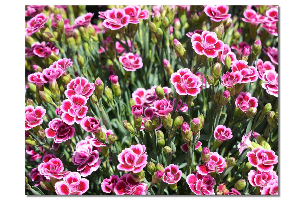 Glücksvilla - Prinzess-Nelke (Leinwand-Bild 2 cm, 40 x 30 cm) | div. Maße - aus DE - Kunstdruck XXL Deko Wandbild quer - Pink Kisses Blumen Blüten Garten Pflanze Natur Wiese Natur