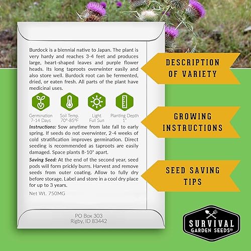 Miniatura 2 de Semillas de bardana para plantar, 2 paquetes con instrucciones para plantar y cultivar raíz de bardana (GOBO) en el huerto de tu hogar, variedad