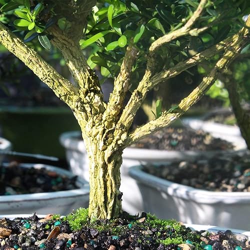 Miniatura 2 de Bruselas de Harland Bonsai de bojpequeño al aire última intervensión con bandeja de humedad  Deco Rock