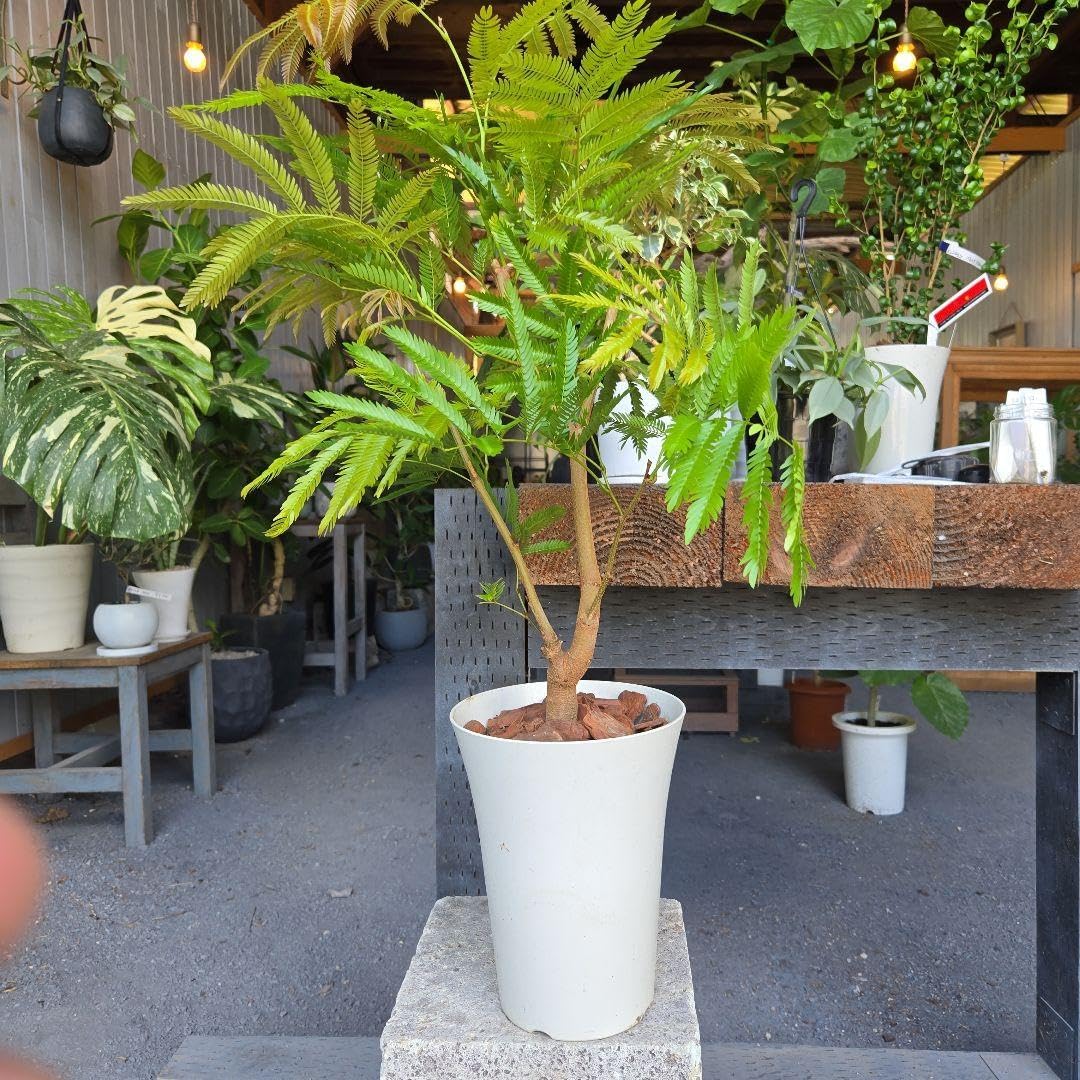 ︎工房あめつち 豆盆栽② 工房あめつち あめつち 豆盆栽 松 大虎