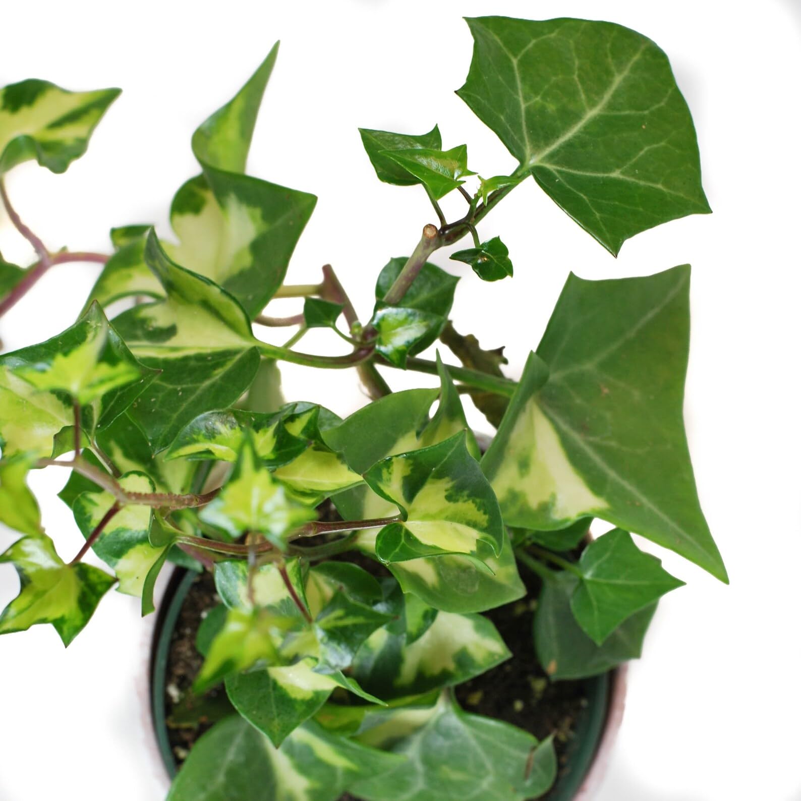 MSK EVER GREEN live English Ivy plant indoor plant veriegaded english lvy plant with pot (B0CK5J2WS9) Amazon Price History, Amazon Price Tracker