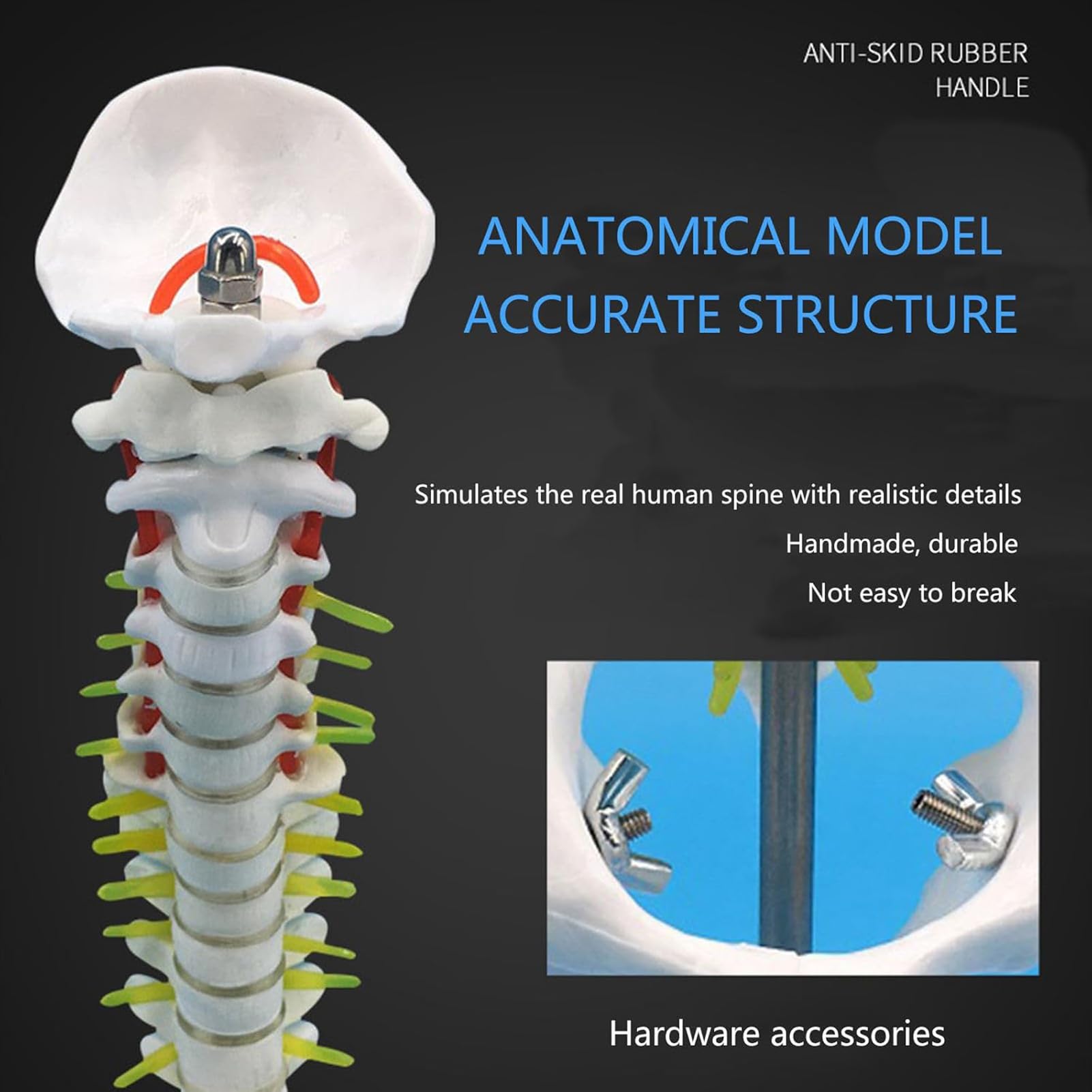 Modelo De Columna Vertebral Humana - Mini Modelo Anatómico De 45 Cm con Soporte, Pelvis, Columna Vertebral, Nervios Y Vértebras para Estudios Científicos O Educación del