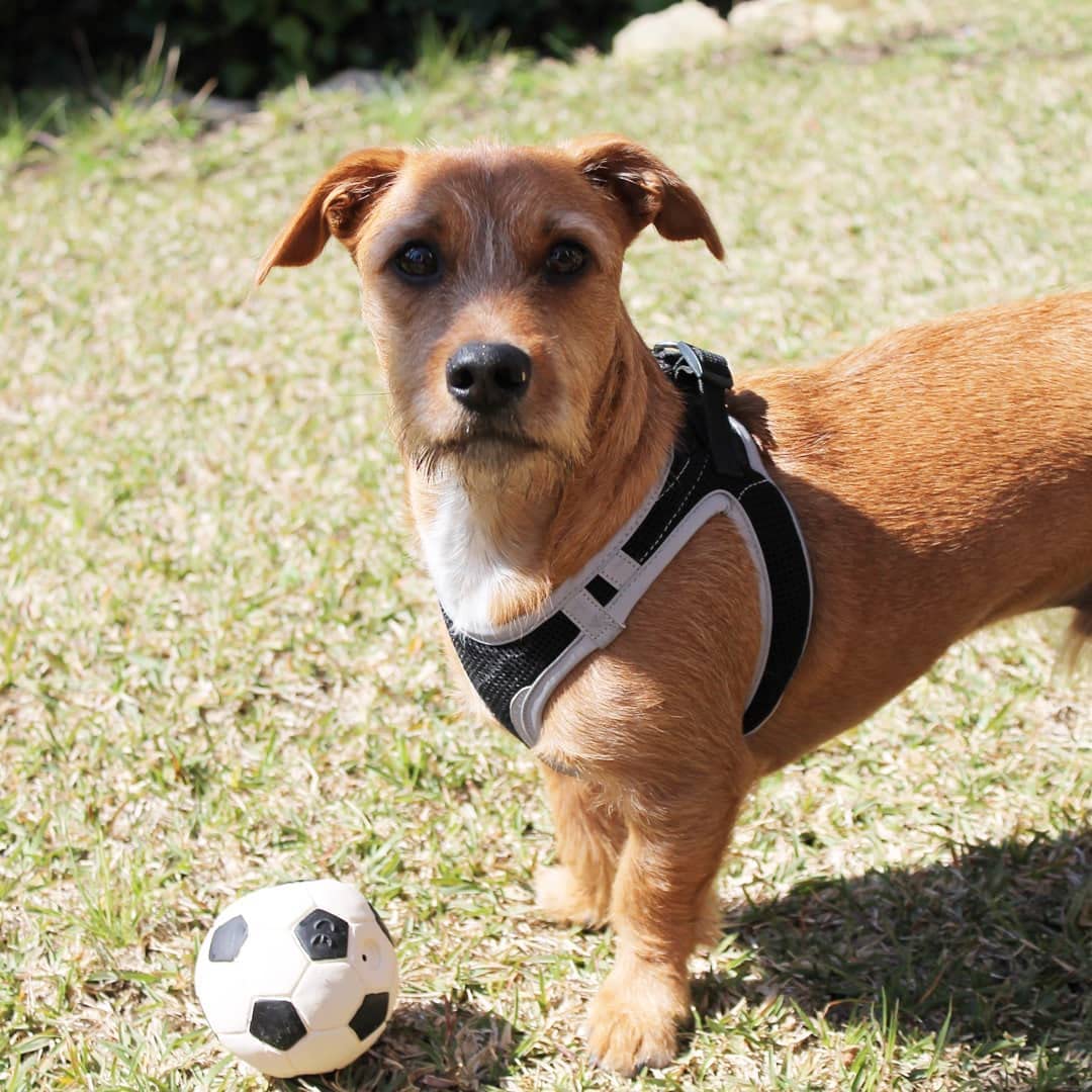 Lanco Balón Mediano Blanco para Mascotas. 100% Caucho Natural (Latex). Desarrolla Agilidad y Reflejos. (Paquete de 2)