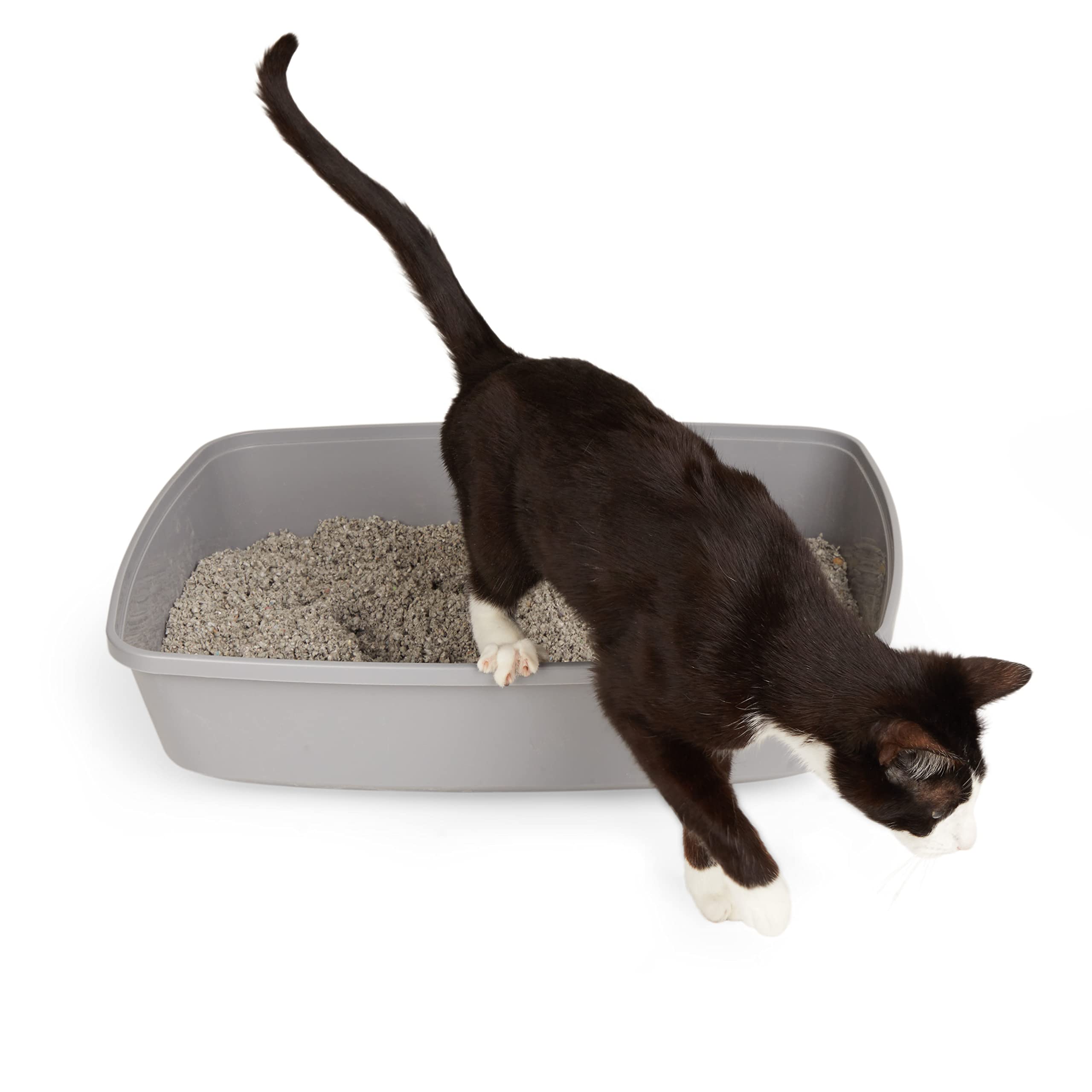 best toys for active indoor cats