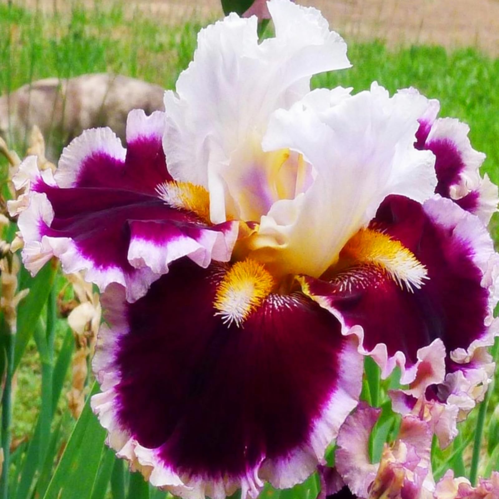 Iris Bulbs Mix Bulk - Iris Plant Flowering Root Excellent Display Indoor Perennial Balcony Garden Bulbs Can Be Potted-4Bulbs-Z