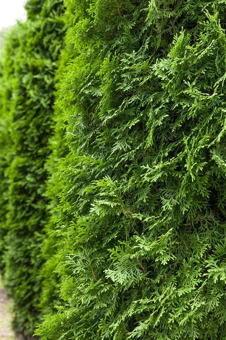 Lebensbaum Thuja occidentalis Columna 100-125 cm winterhart immergrün