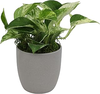 Marble Queen Pothos Live Plant Decor, Desk Plant, Live Pothos Plant, Low...