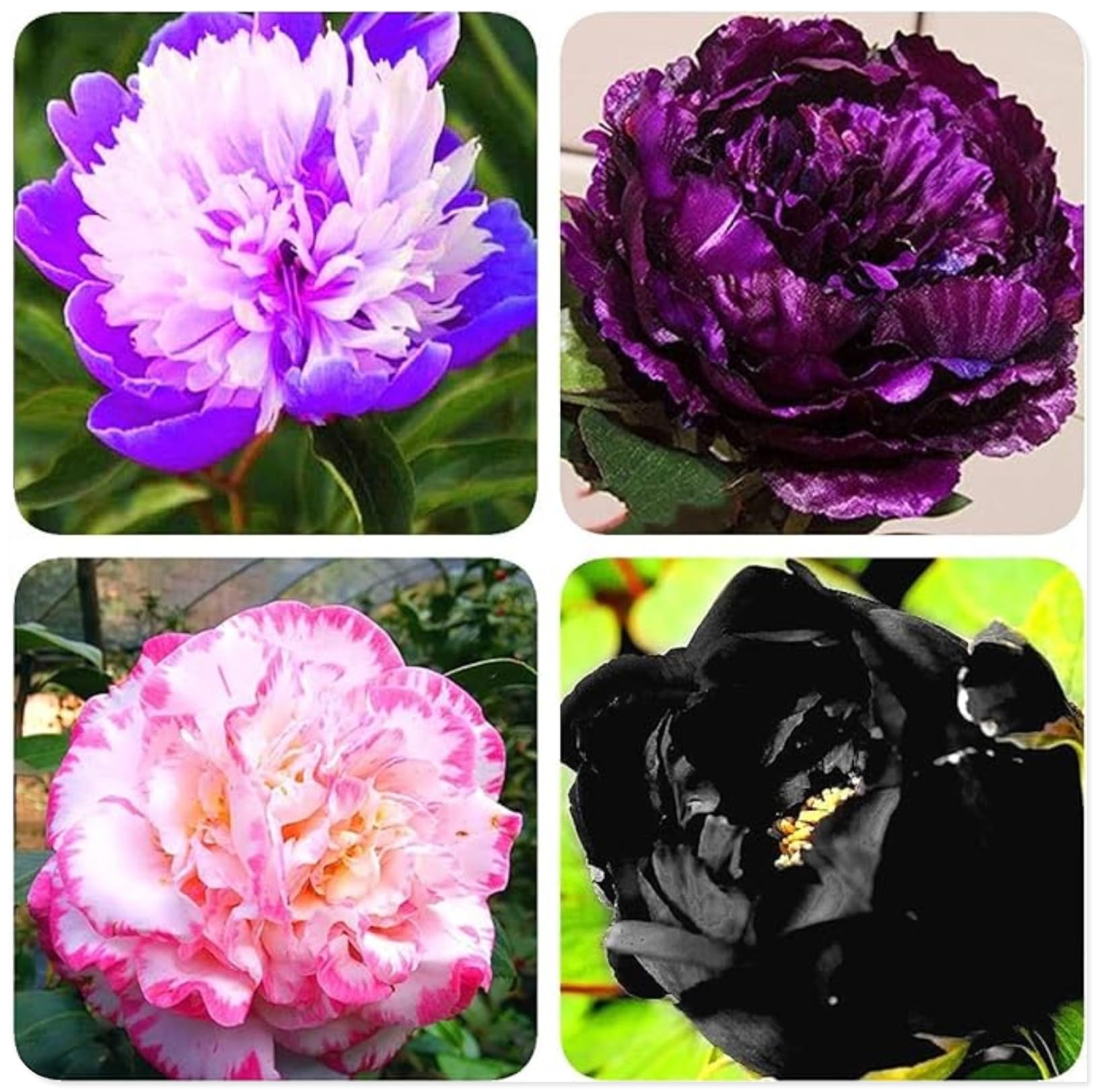 Peony Bulbs for Planting Now UK,Plant Bulbs,Hardy Perennial,Garden Flowers,Flowering Bulbs,Greening Flower,Wedding Flowers,Strong Plants That Grow Well-2Bulbs-E