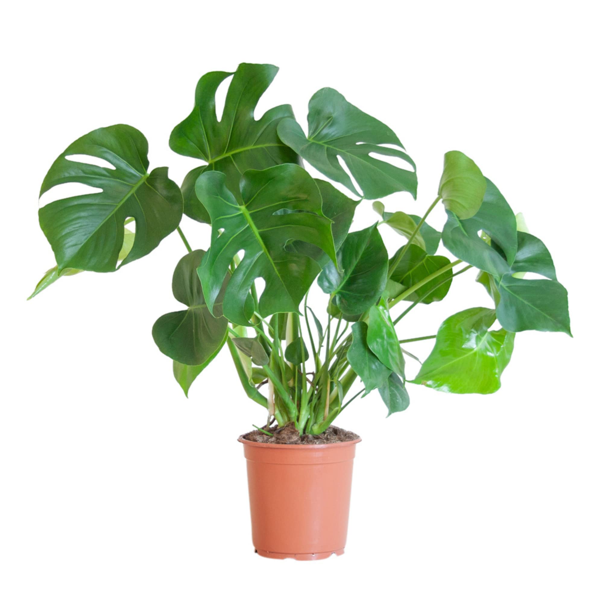 Monstera Deliciosa - 50-60 cm, łatwa w pielęgnacji roślina domowa do domu i biura, roślina oczyszczająca powietrze, w doniczce