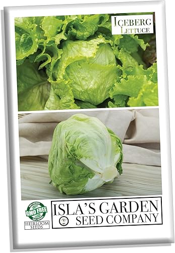 Semillas de lechuga iceberg para plantar, más de 2500 semillas tradicionales por paquete, semillas de jardín de Isla (semillas de jardín de Isla),