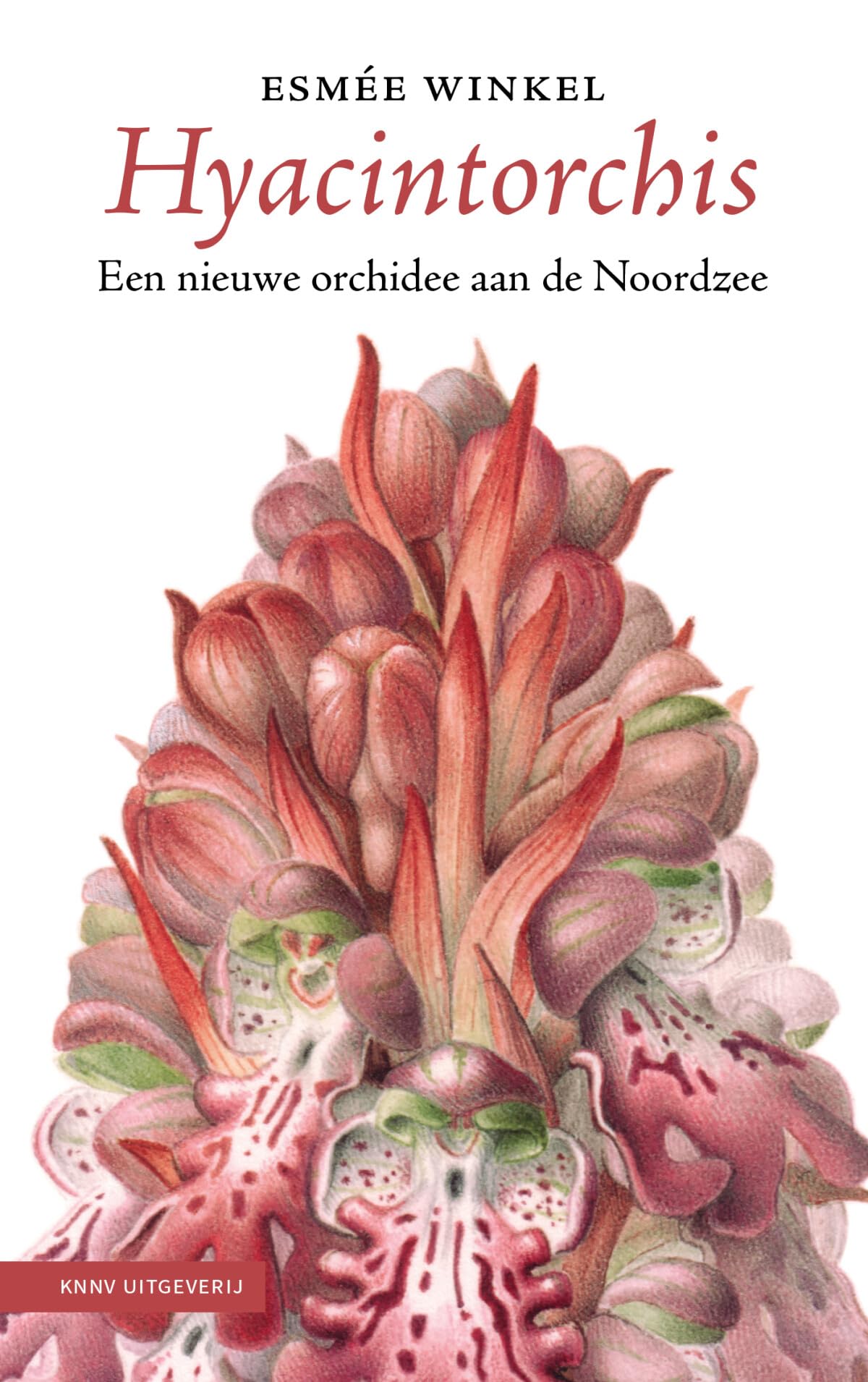 Hyacintorchis: een nieuwe orchidee aan de Noordzee