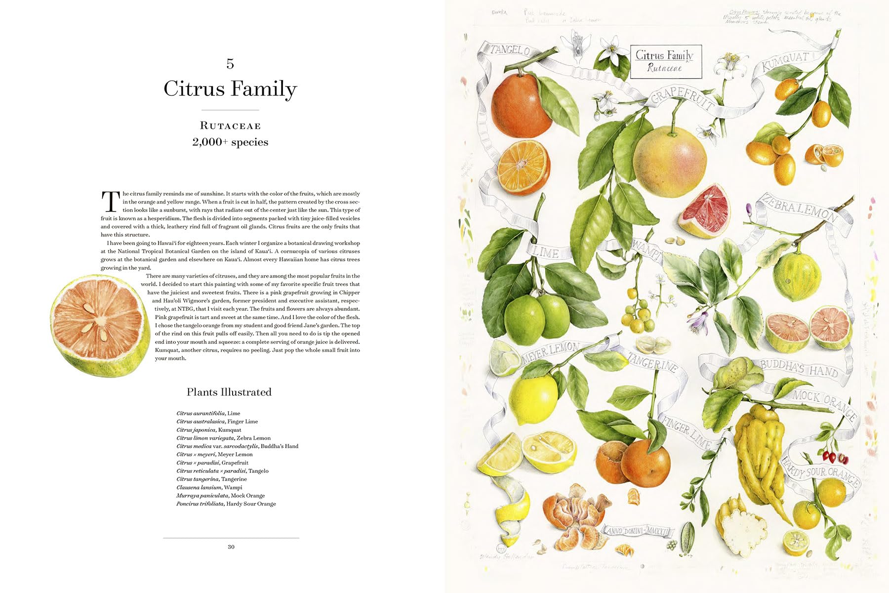 The Album of Plant Families: An Illustrated Exploration of Nature's Beauty and Bounty