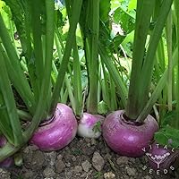 Purple Top Turnip Seeds 25 Pack - Heirloom Non-GMO USA Grown | Cool Beans N Sprouts for Home Gardens