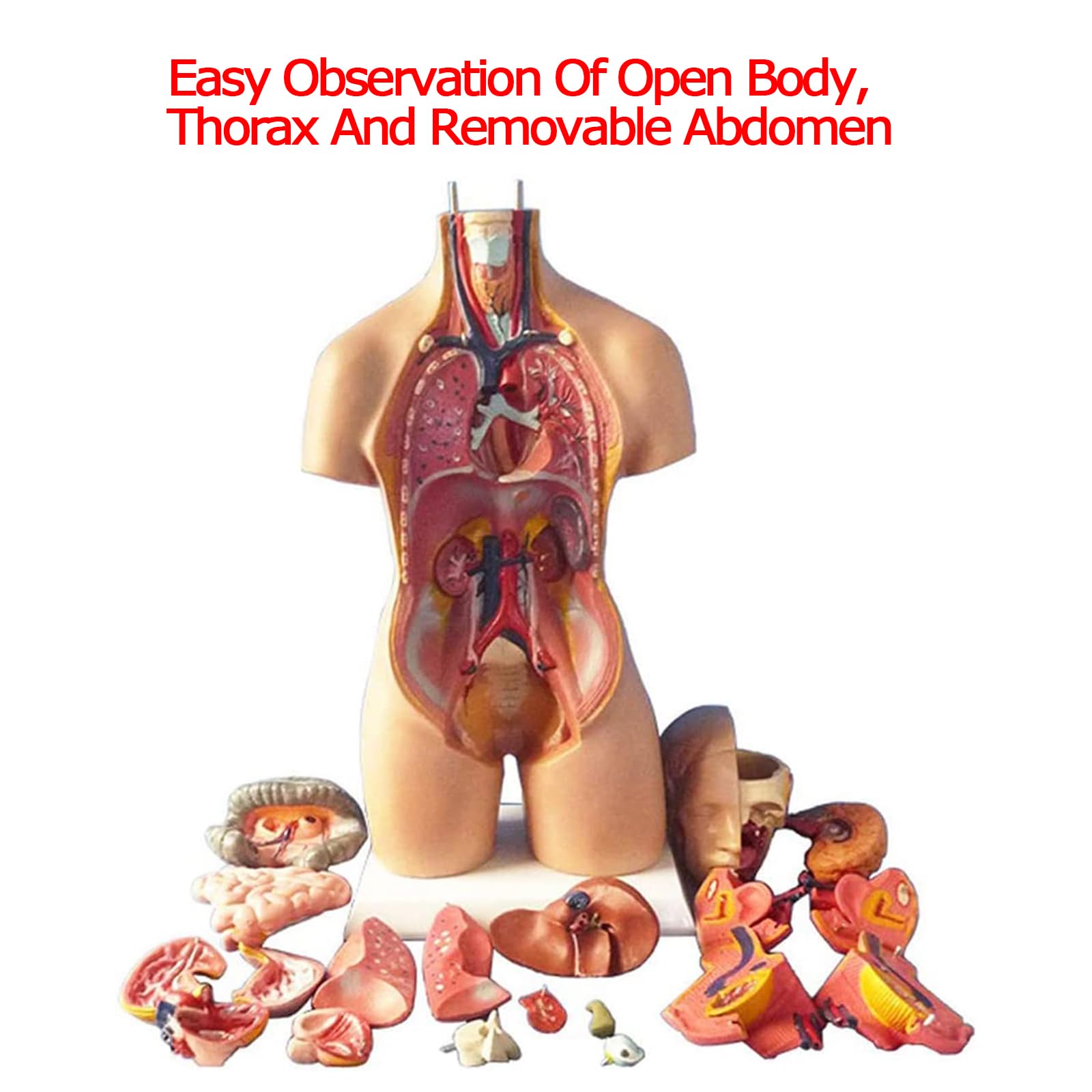 Modelo de ensamblaje del Torso de 55 cm Órganos internos anatómicos del Cuerpo Humano Anatomía del Pecho del Cuerpo Humano para educación y enseñanza