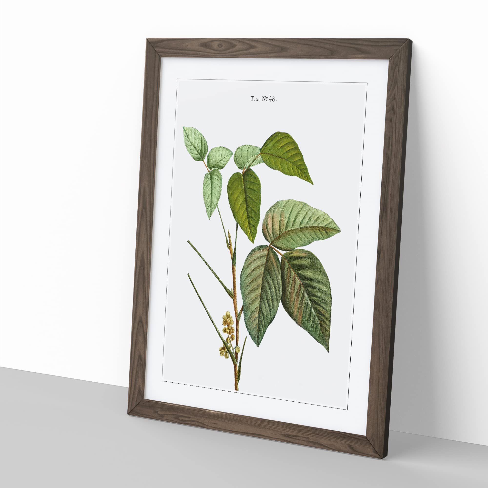 Poison Ivy By Pierre Joseph Redoute Vintage Framed Wall Art Print - Image 2