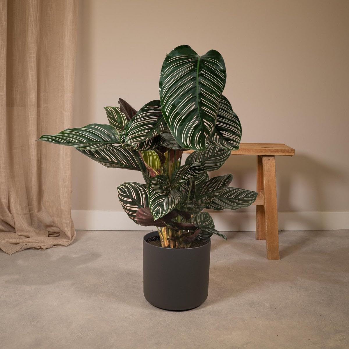 Calathea Ornata Zimmerpflanze Enthält Bewegliche Blätter, Pflegeleicht, Zimmerpflanzen, Wohnzimmer Pflanzen, Geeignet für Wohnzimmer Büro Balkon, Grün, Ø19cm 75cm