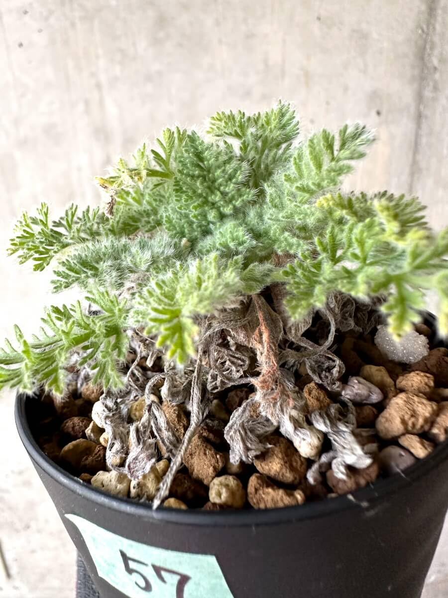 Amazon｜【現品限り】ペラルゴニウム・アッペンディクラツム【O57