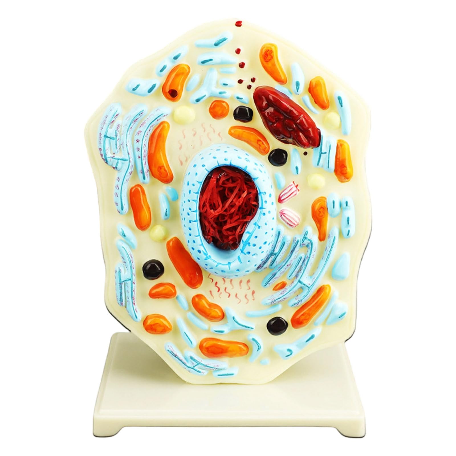 Modello portatile di anatomia cellulare modello di cellule animali Mitocondri Centrioles Strumento didattico di biologia per dimostrazione Strumento didattico di biologia