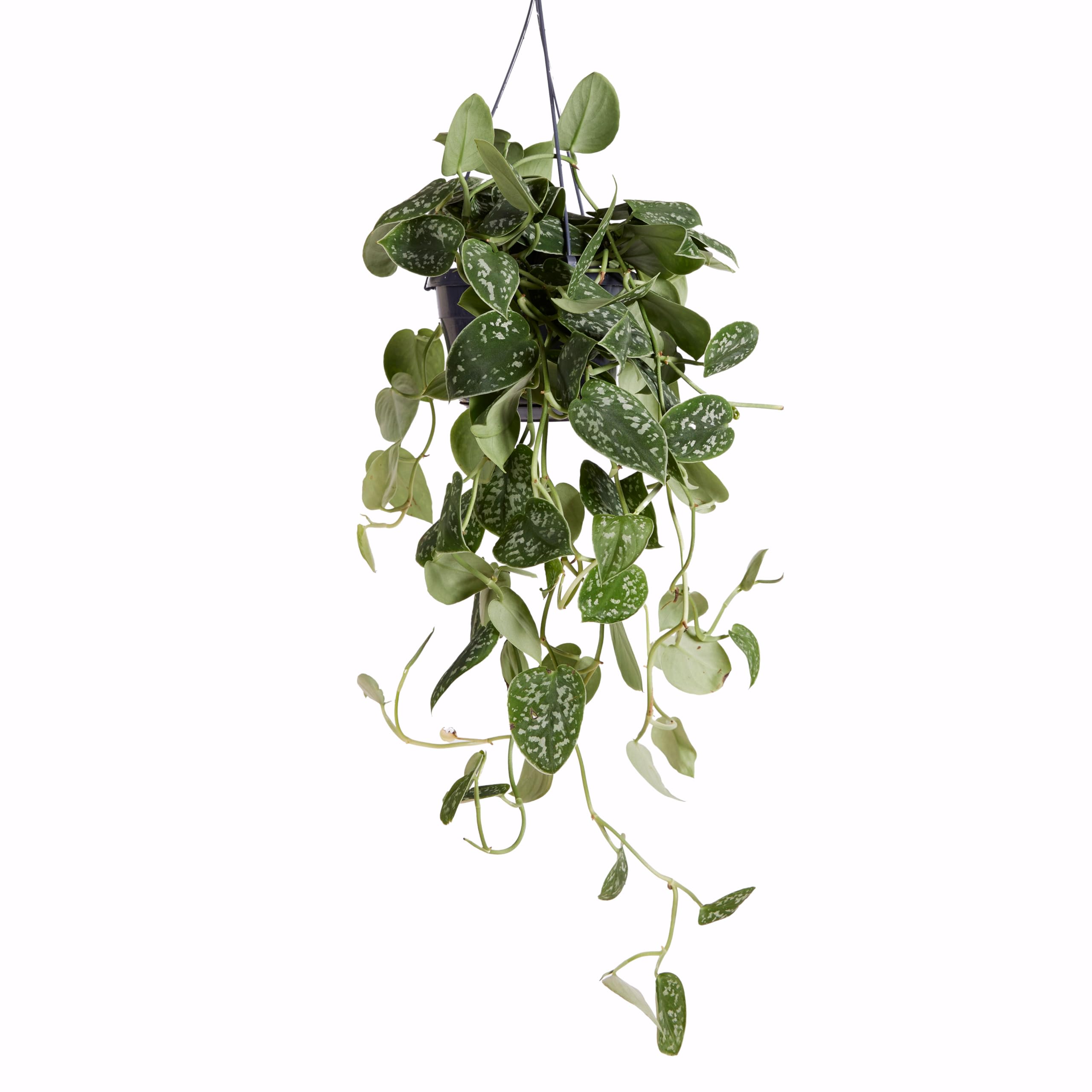 Bloomique - Scindapsus Pictus - Silvervine - Plante retombante - Convient également comme plante grimpante - Plante d'intérieur - Purificateur d'air - Facile d'entretien - Hauteur 20-25 cm - Pot 15 cm