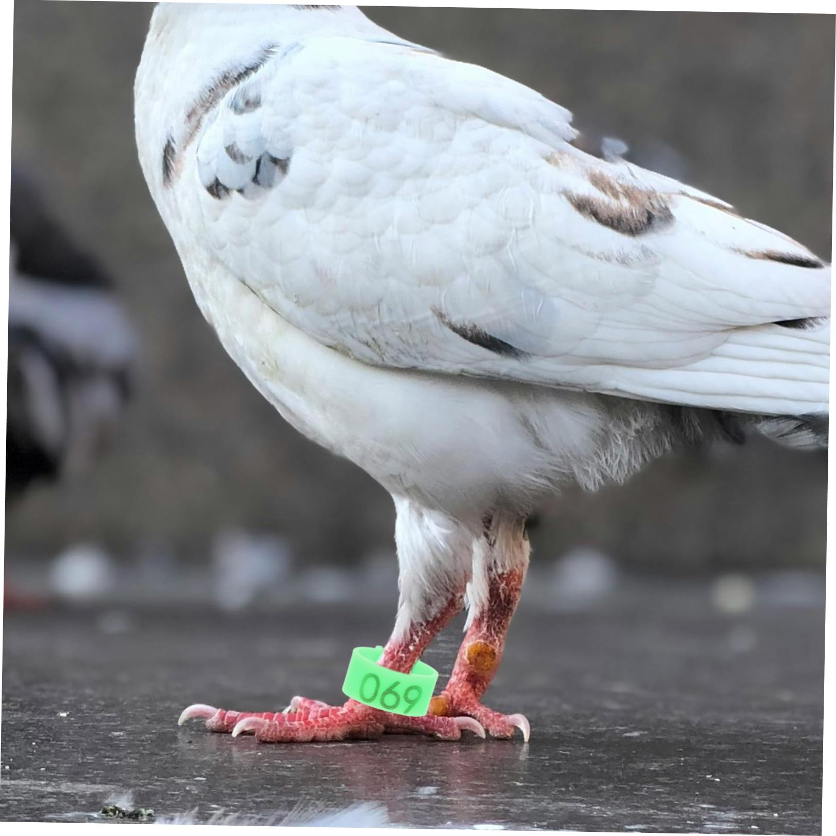 BESPORTBLE 500piezas Anillos De Identificación para Aves Anillos De De Pollo Anillas De Pies para Palomas y Periquitos Prácticos y Fáciles De Usar