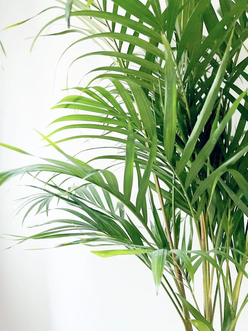 スーパーアレカ アレカヤシ 観葉植物 大型 室内 calm cafe おすすめ スーパーアレカ アレカヤシ 観葉植物 大型 室内 calm cafe おすすめ