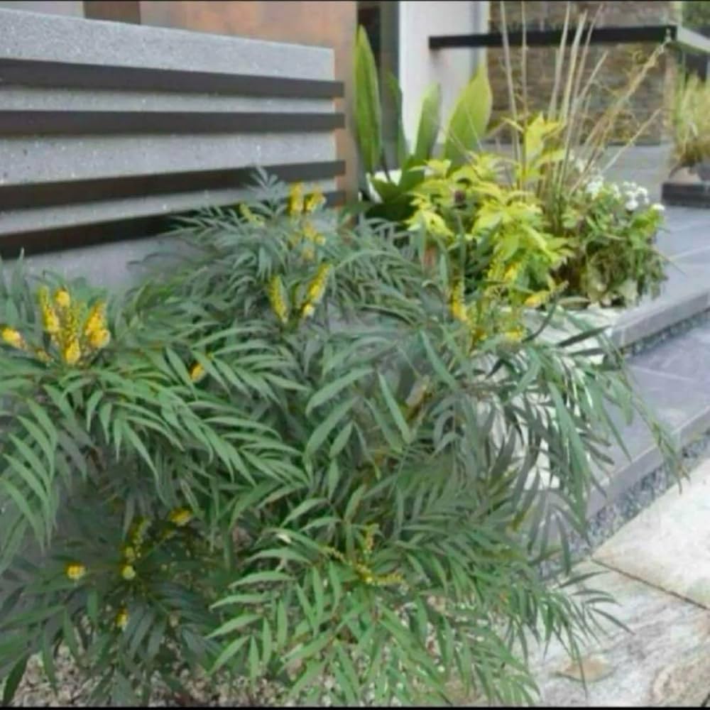 細葉ヒイラギナンテン　苗 000000103318-01-m.jpg?t=