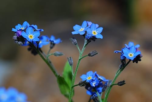 Ramo de flores altas y azules "Chinese Forget-Me-Not", una adición esencial al jardín de flores cortadas  Semillas tradicionales cultivadas en