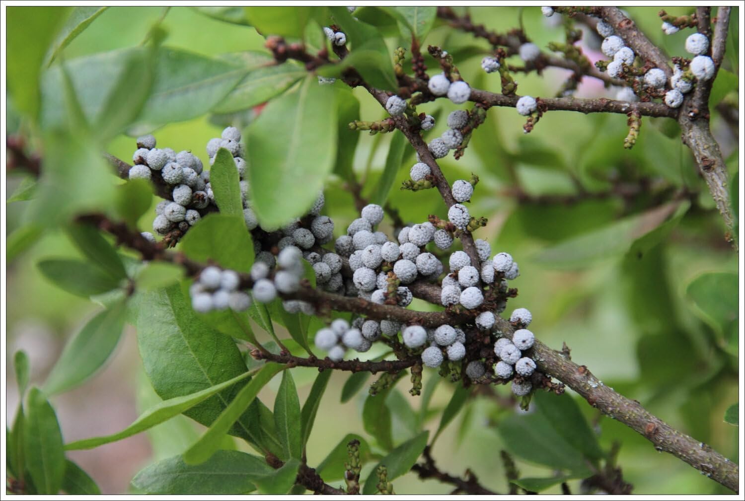 Live Plant from Green Promise Farms - Myrica pensylvanica, Northern Bayberry #3 Gallon Size Container Green