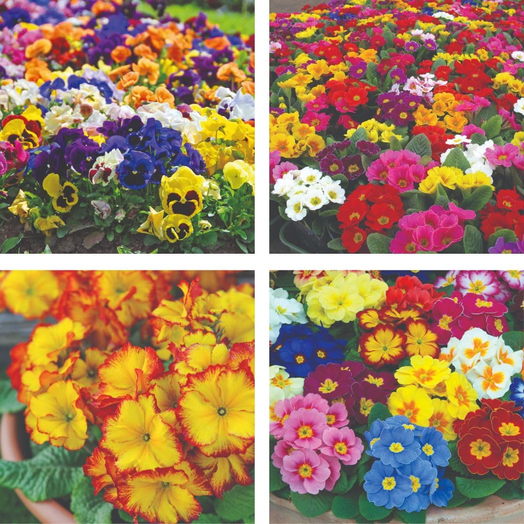 Nurseryman’s Choice Winter Flowering Bedding Hardy Perennials 30 x Plug Plants by Thompson & Morgan