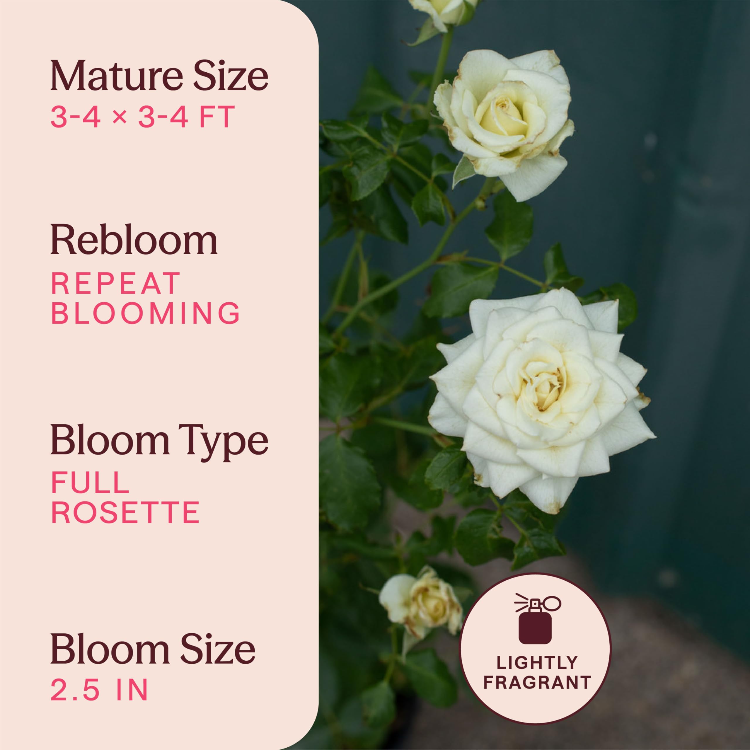 【中古】 White Rose a Festiva WindBandRecordings Amazon.com : Heirloom Floribunda Roses, Live Own Root Plant, Nona