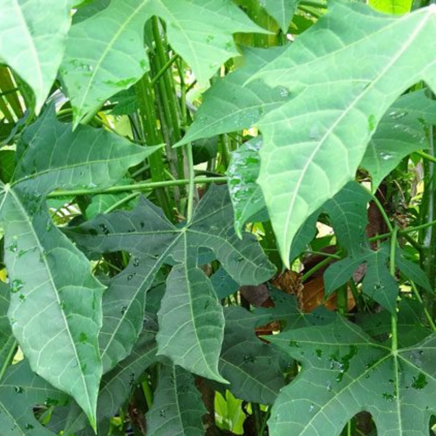 Hug A Plant | Chaya Mansa/Tree Spinach (Cnidoscolus aconitifolius) Ornamental/Medicinal Live Plant (Home & Garden) (B0C948VM9M) Amazon Price History, Amazon Price Tracker
