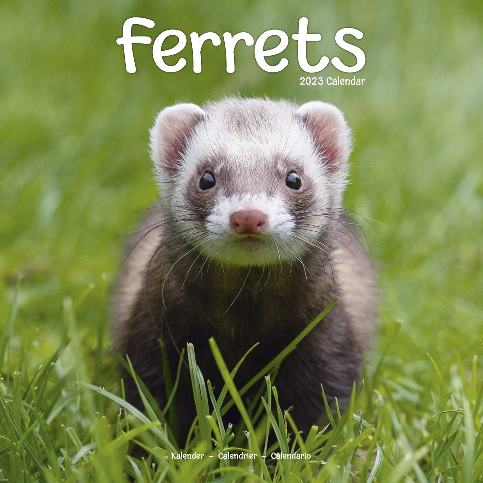 Amazon Ferrets 23 Wall Calendar Avonside Publishing Ltd 輸入版カレンダー