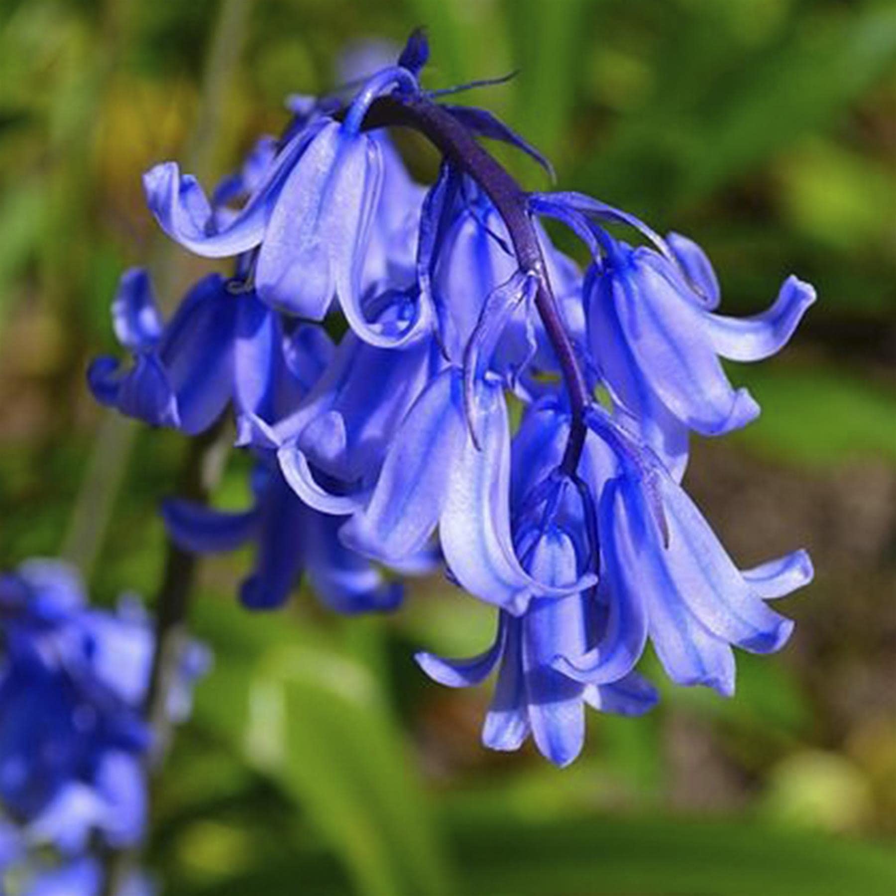 Blue Magic Design 15 Traditional Bluebell Bulb Corm Summer Autumn Growing Garden Spring Flower