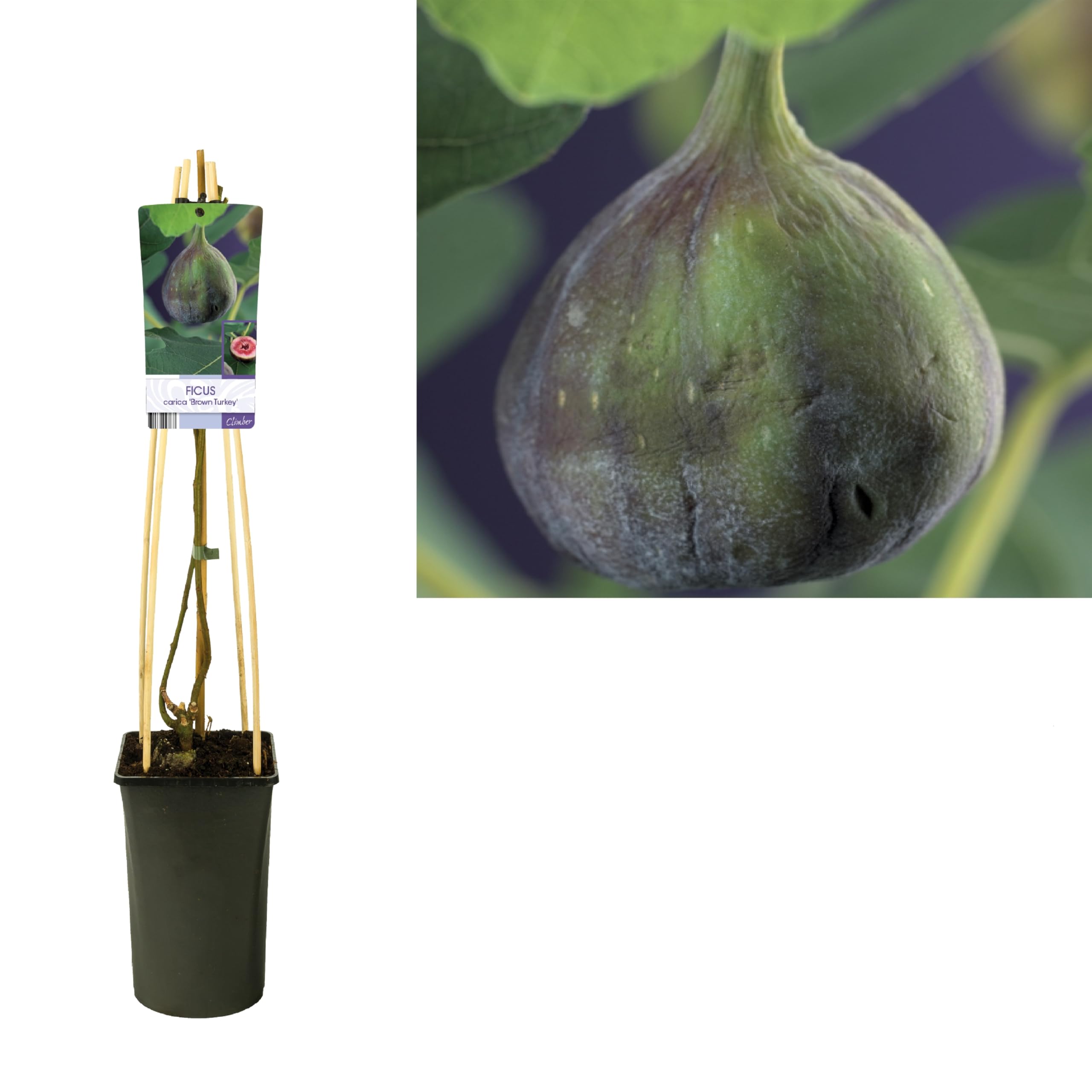 Feige 'Brown Turkey' 60 cm – Ficus carica, 2 Liter Topf, Mittelfrühe Sorte, Fruchtbar & Robuste Feigenpflanze für Garten & Terrasse