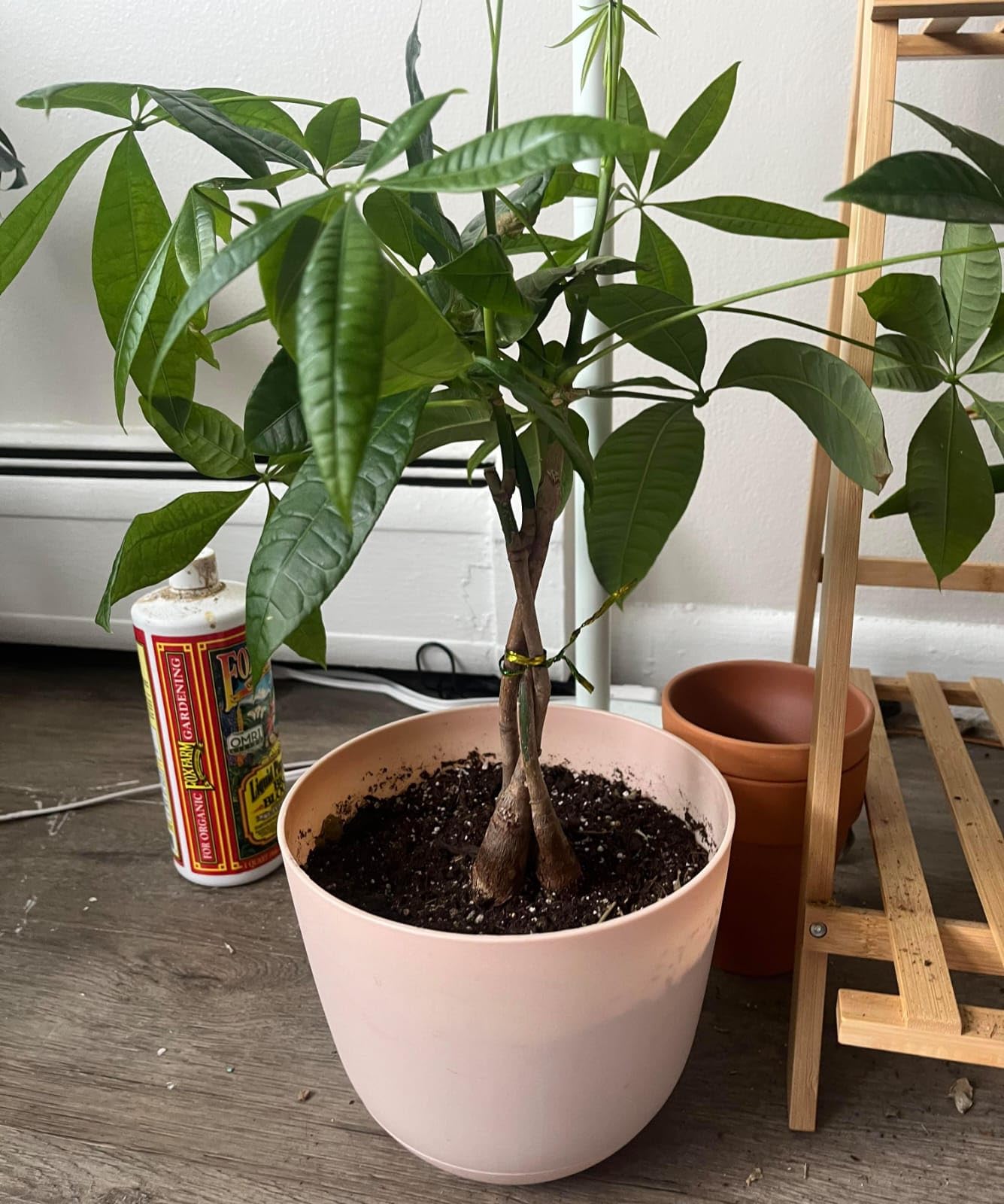 Live Money Tree Plant Pachira Aquatica with Braided Trunk | Lucky Indoor Plant, Home & Office Use, Easy Care, Single Plant Pack, Potted Houseplant (Pack of 1 live plant)-image-48