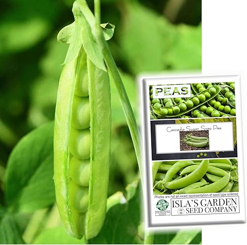 Cascadia Sugar Snap Pea Seeds, más de 50 semillas reliquias por paquete, semillas de jardín (Isla's Garden Seeds), semillas sin OMG, nombre botánico