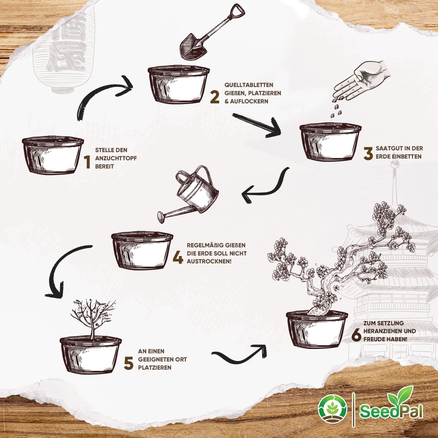 SeedPal Zestaw bonsai - zestaw startowy bonsai - zestaw do uprawy bonsai 4 różne nasiona drzew bonsai - zestaw prezentowy/zestaw do sadzenia wraz z instrukcją i akcesoriami