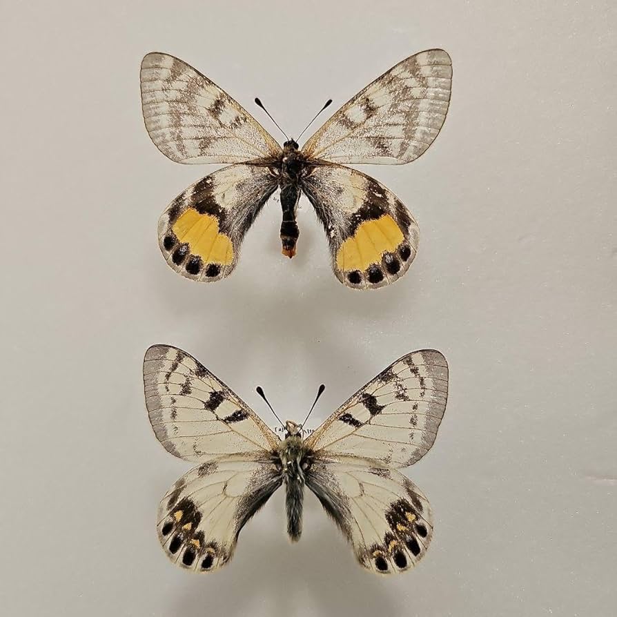 Amazon.co.jp: パルナシウスの王者 オートクラトールウスバ