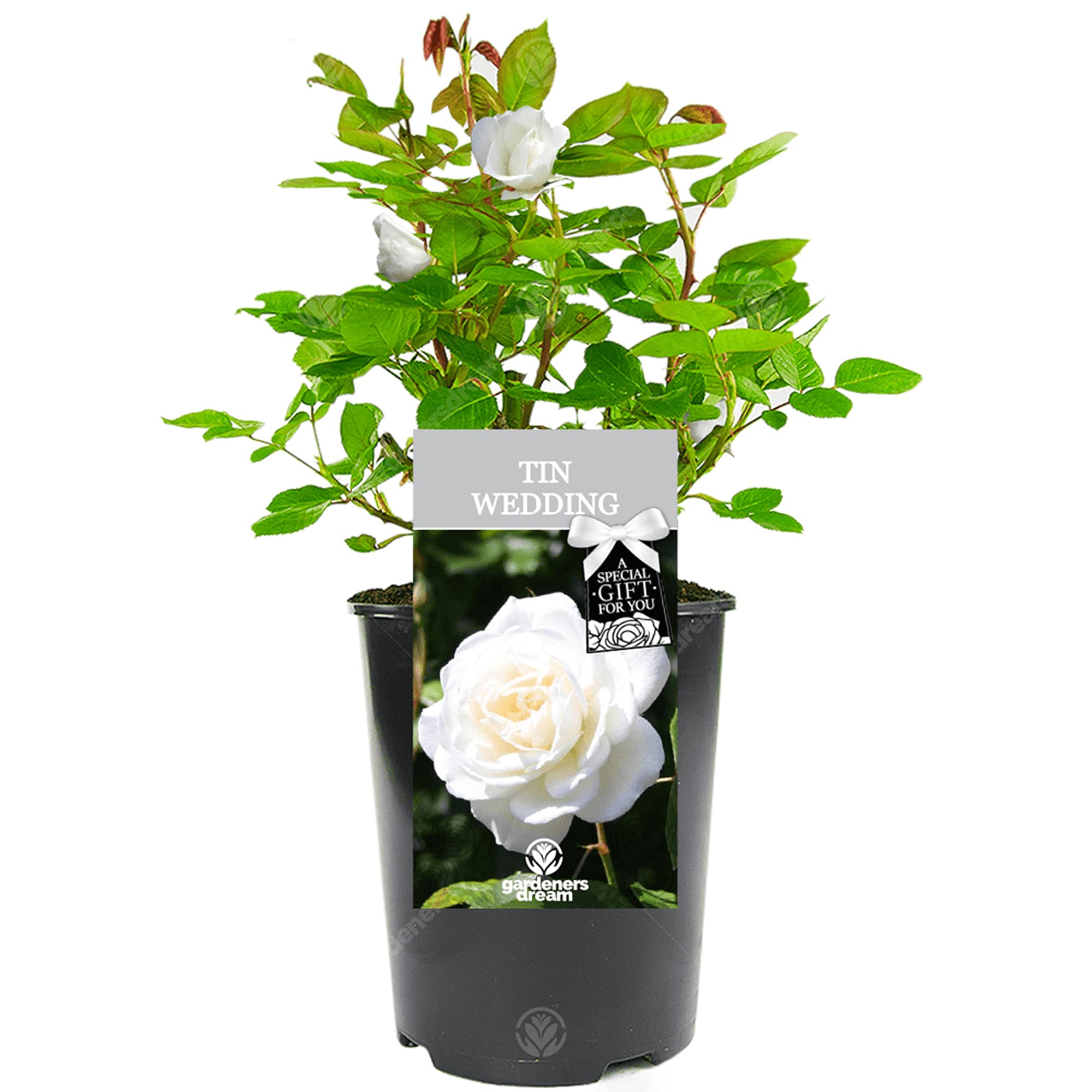 Gardenersdream White Tin Wedding Special Occasion Potted Anniversary Rose Personalised Gift Plant