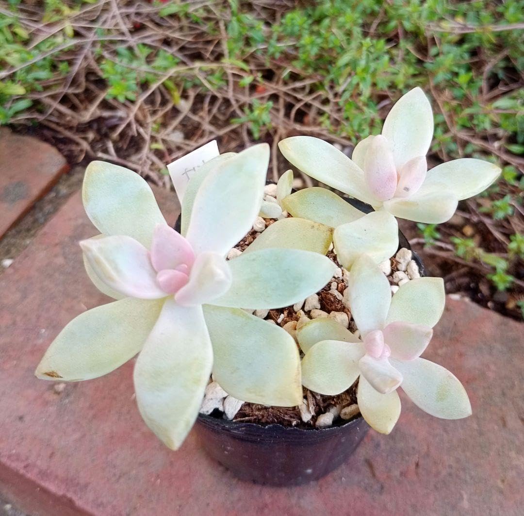 多肉植物 桜牡丹 ❀207 桜牡丹の生長記録 2022.06.02更新｜🍀GreenSnap（グリーンスナップ）