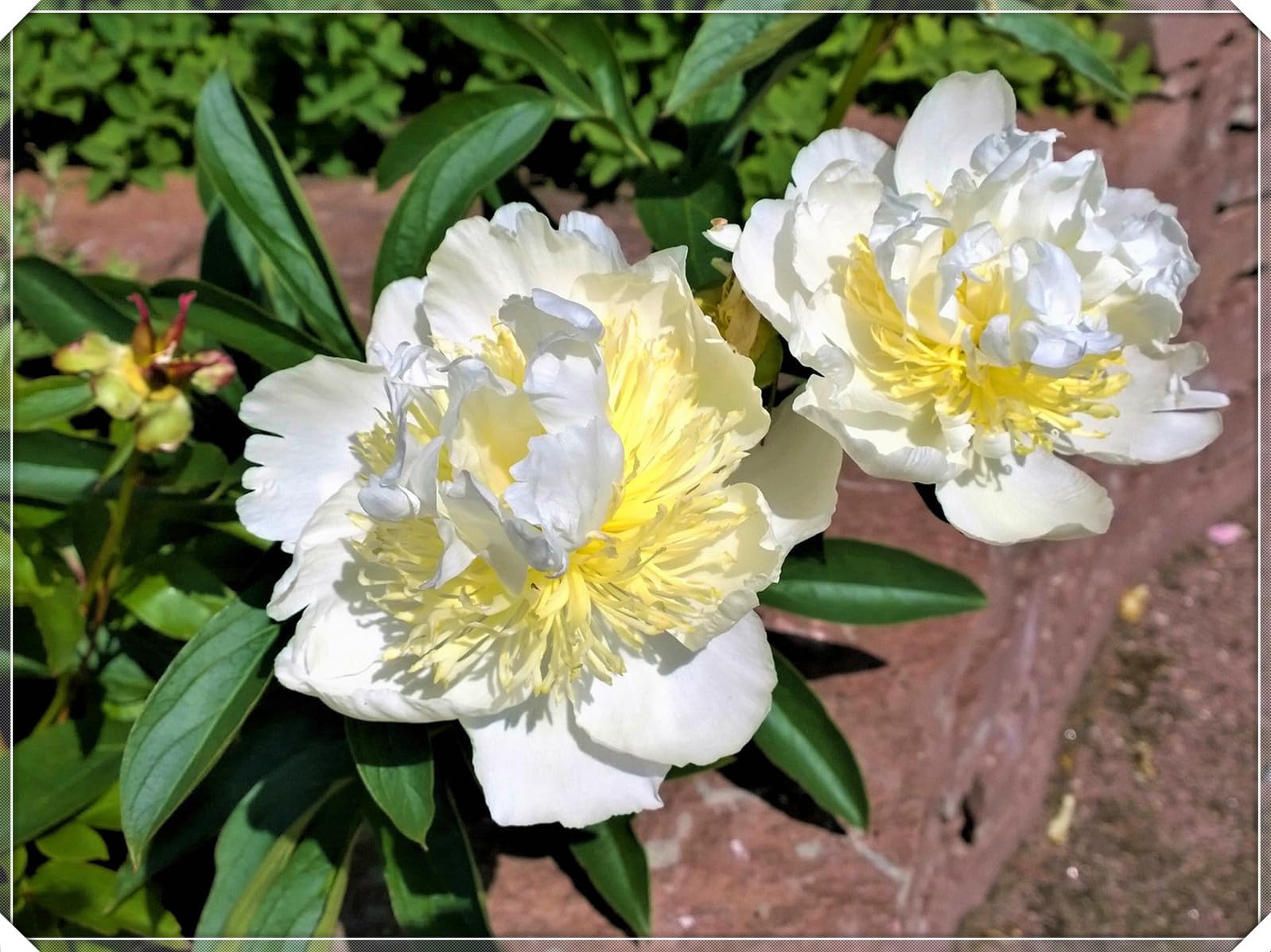 Peony Tubers for Planting,Peony Tubers UK,Excellent Display Indoor Perennial Balcony Garden Bulbs,Peony Tubers Mix,Flowering Rhizome-2bulbs-I