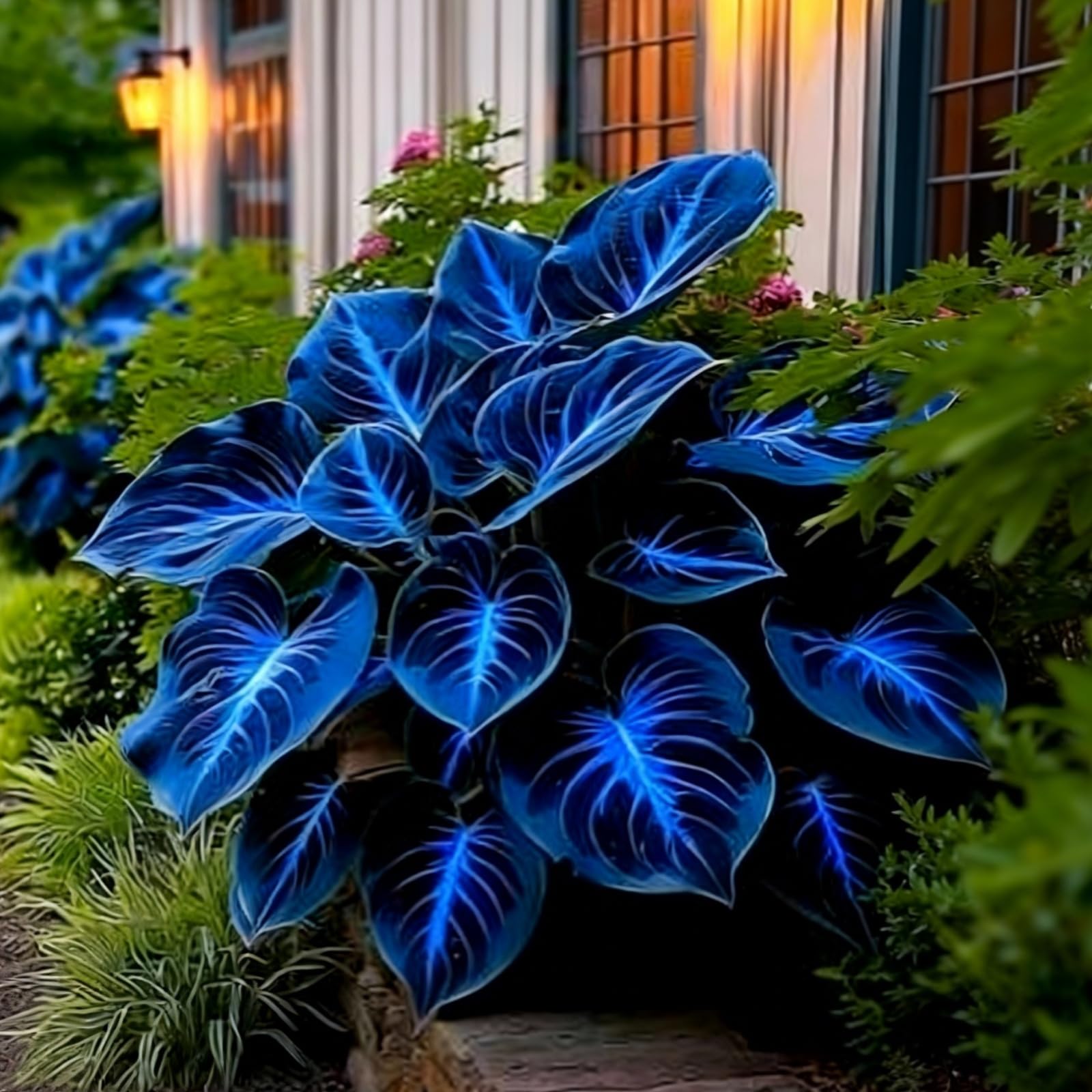 Perennial/Midnight Blue Heart Hosta Bulbs,Suitable for Shade Planting,Low Maintenance,Excellent Display-10bulbs-E