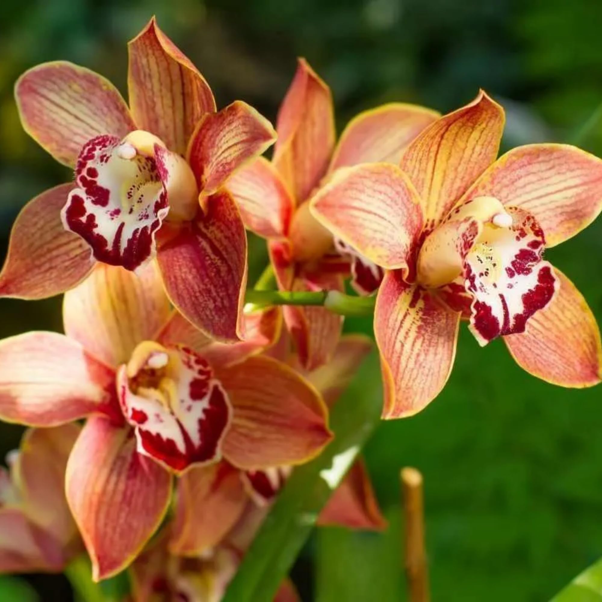Amazon.com : Cymbidium Orchid Seeds for Planting - 100+ Mixed Silk  Butterfly Orchid Plants Flower Seeds Home Decoration Cymbidium Flowers  Plants : Patio, Lawn & Garden