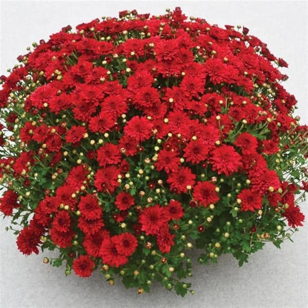 SRI SAI FORESTRY - Chrysanthemum, Sevanti, Shevanti Flower Seeds Mixed Color Ornamental Plant Flower Seed for Home Garden Terrace Apartments Balcony Pack of 100 (B0CM9T5ZXL) Amazon Price History, Amazon Price Tracker