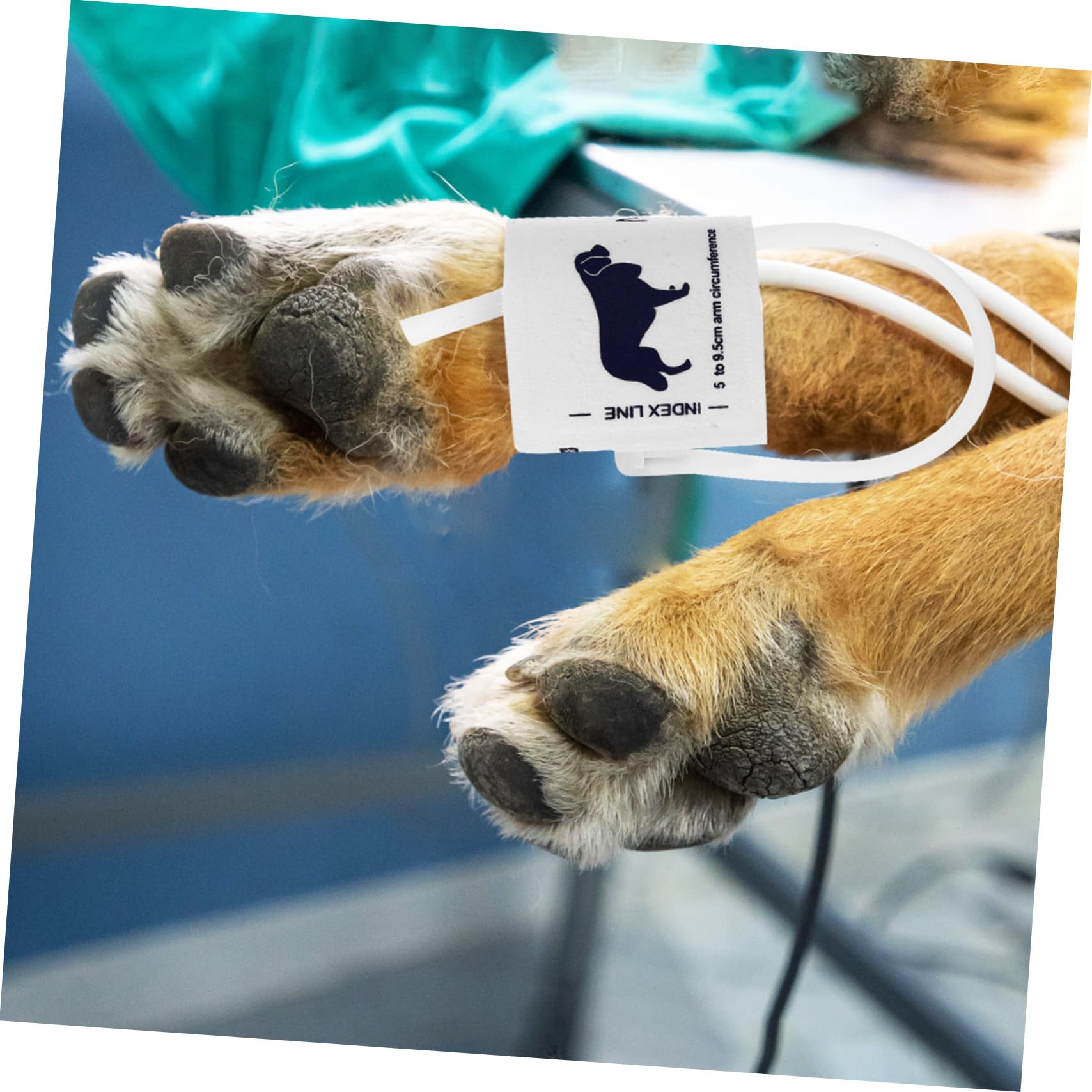 INOOMP Pressione Braccio Misuratore Bracciale di per e Animali Morbida in Tessuto Non Tessuto, Struttura Ragionevole Circonferenze 5-9,5cm Adatto Uso
