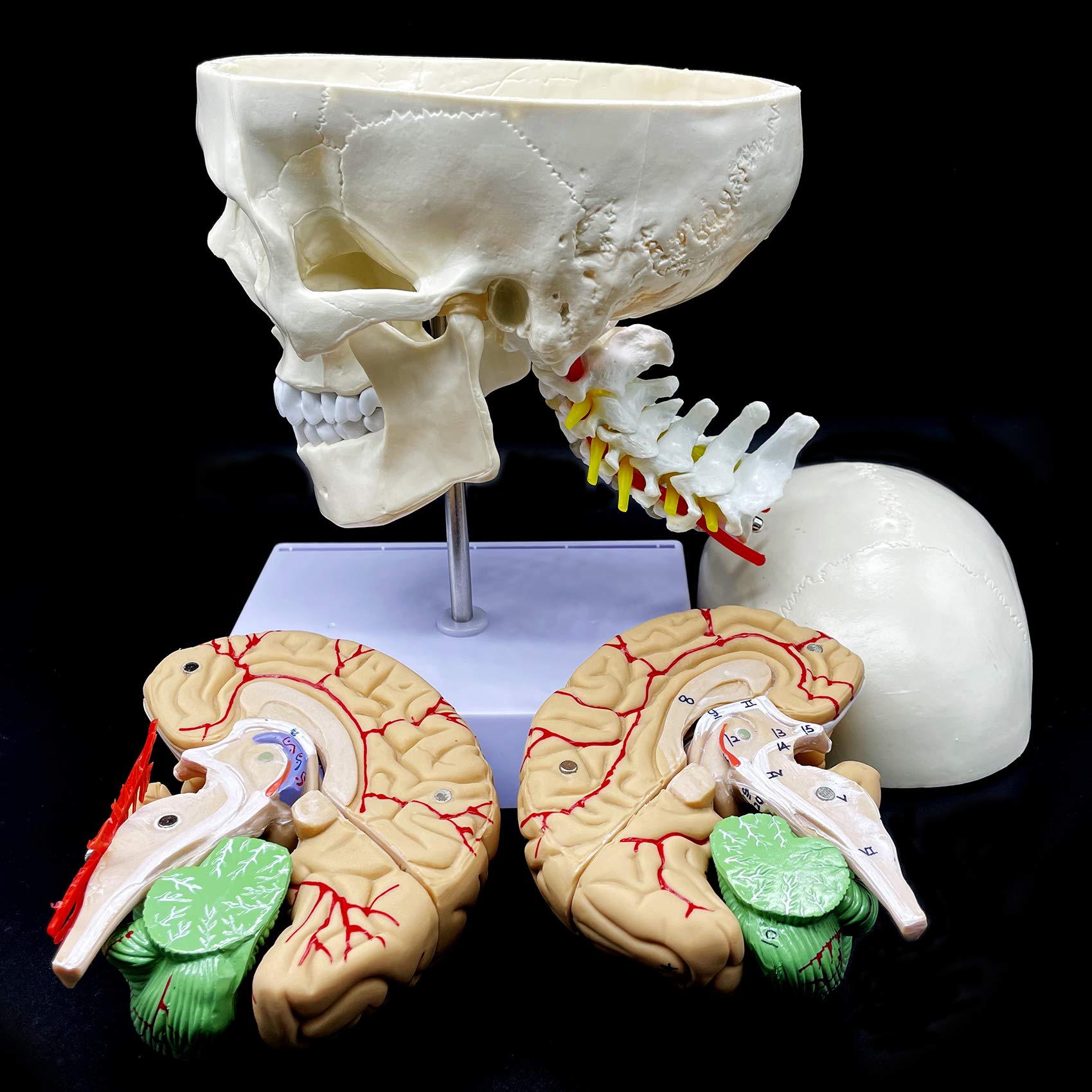 Modelo anatómico de cráneo humano con cerebro y vértebra cervical, anatomía de tamaño real para ciencias, aula, estudio, exhibición, modelo de enseñanza